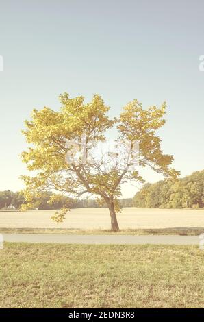 Image colorée d'un arbre solitaire, ton de couleur appliqué. Banque D'Images