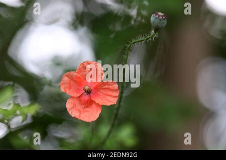 14.06.2020, Berlin, , Allemagne - fleur de coquelicot. 00S200614D097CAROEX.JPG [AUTORISATION DU MODÈLE: NON, AUTORISATION DU PROPRIÉTAIRE: NON (c) caro images / Sorge, http://www.ca Banque D'Images