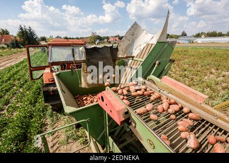 17.08.2020, Wittichenau, Saxe, Allemagne - récolte de pommes de terre sur la ferme familiale Domanja. 00X200817D048CAROEX.JPG [AUTORISATION DU MODÈLE : NON, DÉCHARGE DE PROPRIÉTÉ Banque D'Images