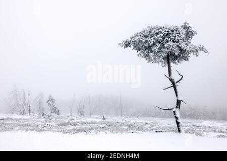 07.12.2020, Winterberg, Rhénanie-du-Nord-Westphalie, Allemagne - Paysage de neige sur la montagne Kahler Asten dans les temps de la crise corona au deuxième pair Banque D'Images