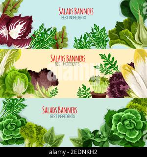 Ensemble de banderoles pour salades et légumes en feuilles. Laitue verte, chou, épinards, salade de cresson, laitue coca, bok choy, laitue iceberg, chicorée, radicchio, arugu Illustration de Vecteur