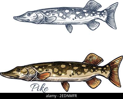 Pike Fish esquisse isolée. Brochet vermiculé, prédateur d'eau douce à longue tête et taches légères sur les flancs. Sport de pêche, marché du poisson, thème alimentaire des Illustration de Vecteur
