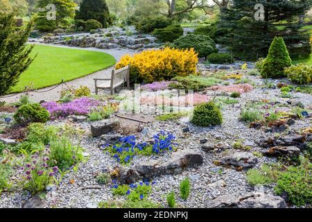 Lit alpin avec Gentiana aculis 'Max Frei' bleu au RHS Harlow Carr Garden, nr Harrogate, North Yorkshire, Angleterre, Royaume-Uni Banque D'Images