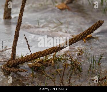 petite branche détaillée coincée dans la glace d'une gelée piscine d'eau Banque D'Images