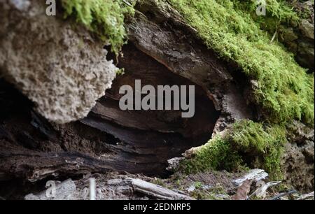 lichen vert lumineux recouvert d'écorce d'une pourriture creuse tombée tronc d'arbre Banque D'Images