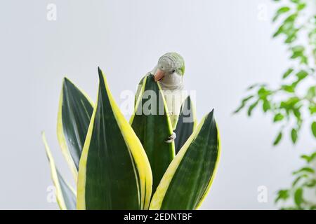 Perroquet vert quaker monk assis sur sansevieria maison Banque D'Images