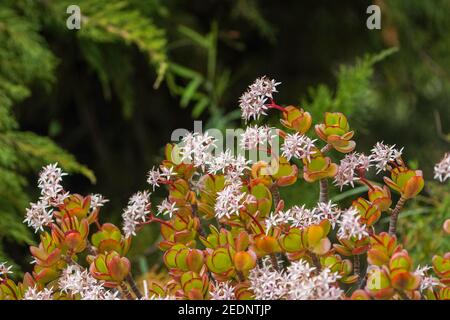 Fleurs de plante de Jade, Crassula ovata, plante succulente qui pousse dans un jardin. Espagne. Banque D'Images