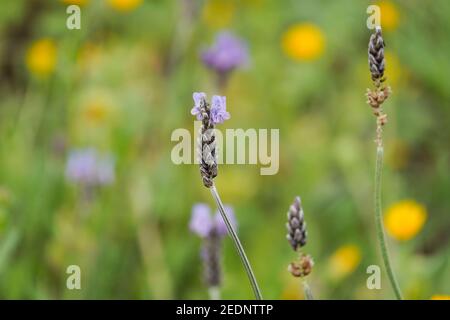 Fleurs violettes de Lavandula multifida, lavande de fougères ou lavande égyptienne, fleurs sauvages mediterránean, Andalousie, Espagne. Banque D'Images