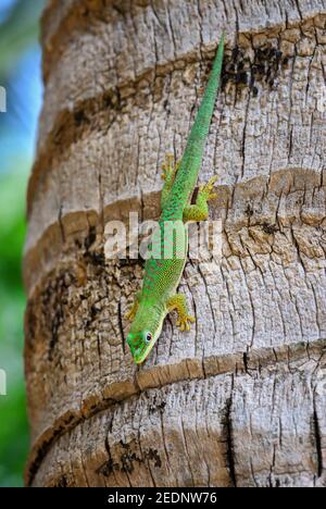 Zanzibar jour gecko - Phelsuma dubia, beau lézard vert des bois et jardins africains, Zanzibar, Tanzanie. Banque D'Images