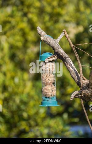 Un alimenteur de balle de graisse pour les oiseaux qui pendent dans un arbre dans le jardin. Banque D'Images