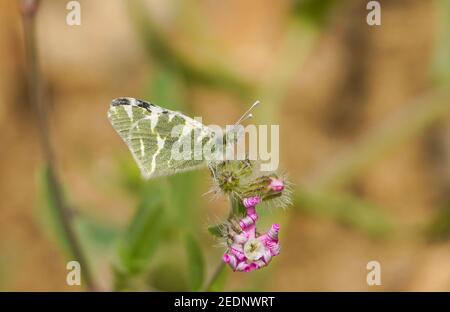 Vert rayé blanc, (Euchloe belemia) papillon se nourrissant sur la lavande, Andalousie, Espagne. Banque D'Images