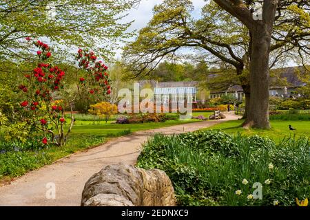 Une exposition colorée de bulbes et d'arbustes dans le RHS Harlow Carr Garden, nr Harrogate, North Yorkshire, Angleterre, Royaume-Uni Banque D'Images