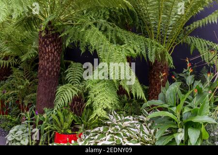 Fougères arborescentes fougère Dicksonia Antarctique et squarrosa avec une frontière de jardin vert, Hampton court Flower Show Londres Angleterre Royaume-Uni Banque D'Images