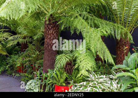 L'arbre fougères fougère Dicksonia Antarctique et squarrosa dans un jardin permanent, dans un jardin devant, Hampton court Flower Show Londres Angleterre Royaume-Uni Banque D'Images