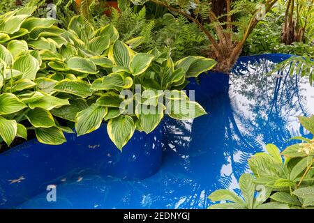 Les plantes d'HostaA se développent comme plantes de bordure dans un jardin avant avec un petit bassin bleu d'eau, Hampton court Flower Show Londres Angleterre Royaume-Uni Banque D'Images