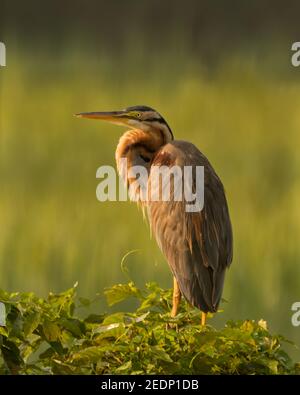 Le Lone Purple Heron (Ardea purpurea), perché au sommet d'un petit arbre et perché au soleil du matin. Banque D'Images