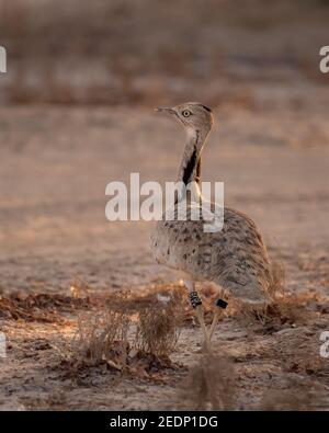 Single Houbara Bustard (Chlamydotis undulata), en regardant en arrière tout en marchant dans un environnement désertique. Banque D'Images