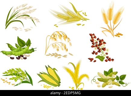 Cereals icons of grain plants. Vector wheat and rye ears, buckwheat seeds and oat or barley millet and rice sheaf. Isolated agriculture corn cob and l Stock Vector