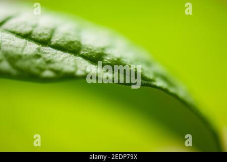 feuille verte, macro et photo à mise au point douce Banque D'Images