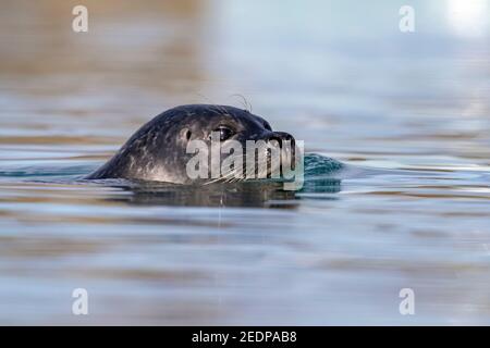 Phoque commun (Phoca vitulina), femelle dans l'eau, Islande, Austurland Banque D'Images