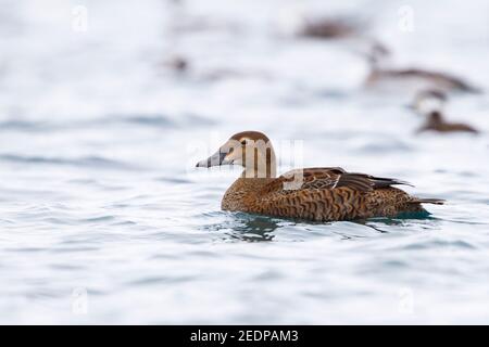 Roi eider (Somateria spectabilis), nage féminine de premier hiver, Norvège Banque D'Images