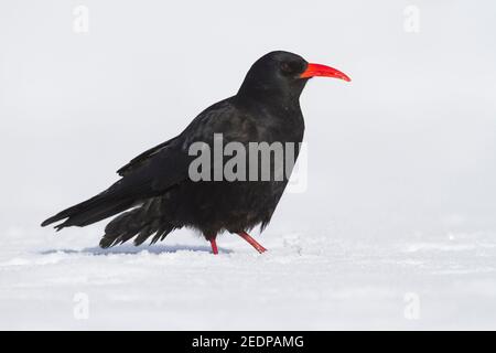 Canary Island Red-bec Chough (Pyrrhocorax pyrrhocorax barbarus), adulte dans la neige, Maroc Banque D'Images