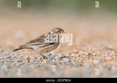 Larche à embout court moindre (Calandrella rufescens apetzii, Calandrella apetzii, Alaudala rufescens apetzii, Alaudala apetzii), adulte debout sur le Banque D'Images