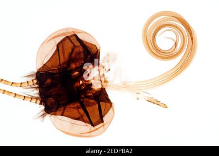 Papillon (Lepidoptera), proboscis d'un papillon, spécimen microscopique Banque D'Images
