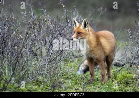 Renard roux (Vulpes vulpes), debout entre des buissons sur sol moussy , pays-Bas Banque D'Images