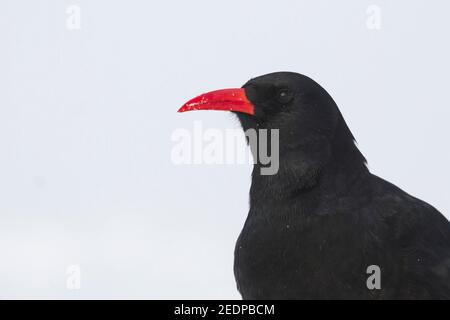 Canary Island Red-bec Chough (Pyrrhocorax pyrrhocorax barbarus), adulte dans la neige, Maroc Banque D'Images