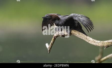 Cormorant pygmée (Phalacrocorax pygmeus, Microcarbo pygmaeus), plumage adulte d'été Cormorant pygmée perché sur une branche au-dessus d'une piscine, Belgique Banque D'Images