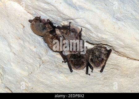 La chauve-souris de Geoffroy (Myotis emarginata, Myotis emarginatus), 4 la chauve-souris de Geoffroy et la chauve-souris de Natterer (Myotis nattereri) perchées dans une grotte, Belgique, Mont Banque D'Images