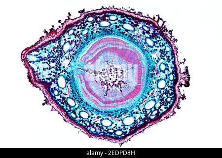 PIN (Pinus spec.), section transversale d'une tige de quelques années d'une section de pin, microtome Banque D'Images