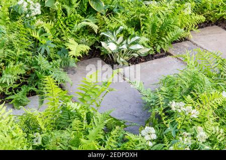 Un chemin de pavage en pierre de jardin ombragé anglais avec plantation d'hosta et de fougères dans un schéma de plantation vert couleurs Angleterre GB UK Banque D'Images