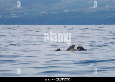 Baleine pilote à petites têtes, baleine à tête plate, baleine pilote à nageoires courtes, baleine pilote du Pacifique, poisson noir (Globicephala macrorhynchus, Globicephala seiboldii), Banque D'Images