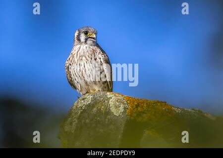 Le kestrel américain (Falco sparverius), échappa à la femelle américaine Kestrel à Heverlee, en Belgique Banque D'Images