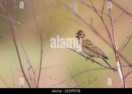 Pinède (Emberiza leucocephalos, Emberiza leucocephalos leucocephalos), femelle adulte perchée dans un arbre, Russie, Baikal Banque D'Images