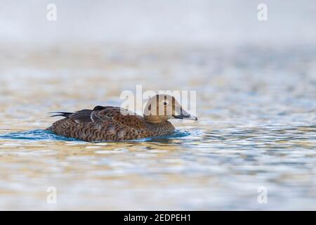 Roi eider (Somateria spectabilis), nage féminine de premier hiver, Norvège Banque D'Images