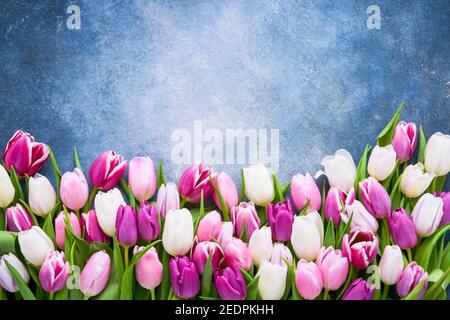 Bordure de tulipes roses et blanches sur fond bleu vif. Plan à plat, espace de copie pour le texte Banque D'Images