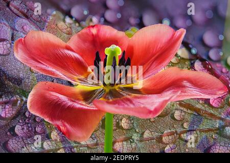 Une image composite d'un Single Bright Red Tulip close sur un fond violet de feuilles de pluie Banque D'Images