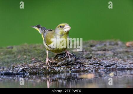 Verdfinch européen, Chloris chloris, homme seul adulte qui boit à la piscine, Hongrie Banque D'Images