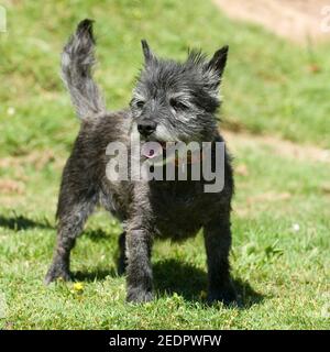 Cairn terrier Banque D'Images