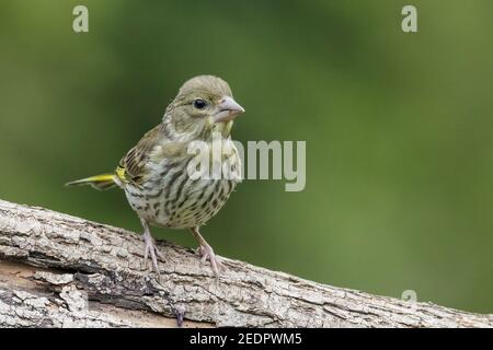Verdfinch européen, Chloris chloris, oiseau juvénile unique perché sur une branche d'arbre dans la forêt, Hongrie Banque D'Images