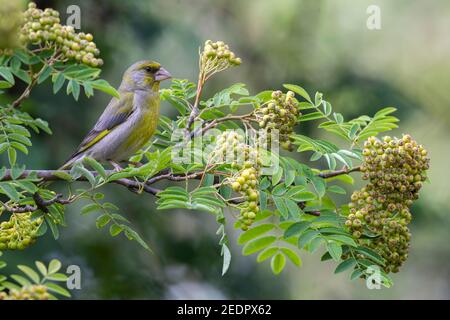 Verdfinch européen, Chloris chloris, homme adulte unique perché sur une branche d'arbre dans une forêt, Hongrie Banque D'Images