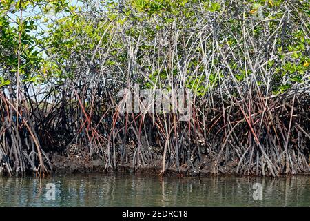 Mangroves rouges, racines de prop hors sol, eau, mangle de Rhizophora, écosystème estuarien, Black Turtle Cove; Amérique du Sud, îles Galapagos; Isla B Banque D'Images