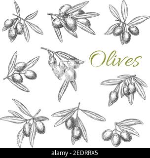 Les olives et les branches d'olive esquissés le vecteur. Ensemble de petits pains aux oliviers avec fruits frais de rip vert ou noir pour la cuisine culinaire, emblème du produit d'assaisonnement Illustration de Vecteur