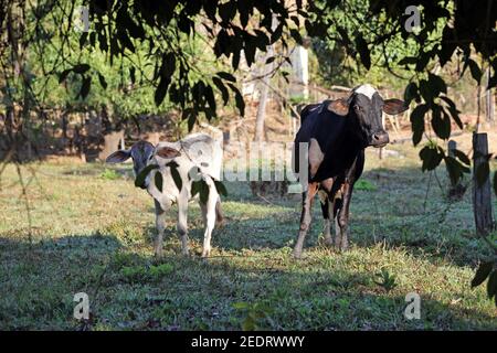 Vache avec veau dans le corral Banque D'Images