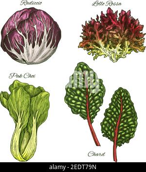 Salades de laitue et feuilles de légumes croquis vectoriels icônes. Feuille isolée de verger, radicchio ou lollo rossa et pak choi. Ingrédients de cuisine végétarienne Illustration de Vecteur