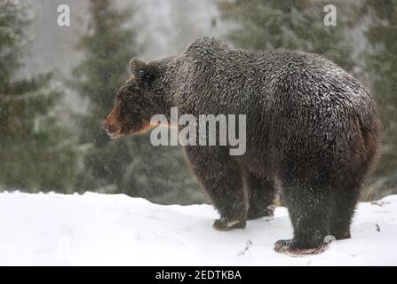 l'ours brun reste sur un pré enneigé sous la neige en hiver forêt Banque D'Images