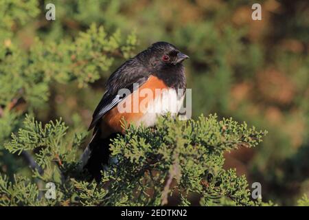 Eastern Towhee, Newton Hills State Park, Dakota du Sud, États-Unis. Banque D'Images